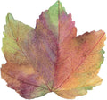 Die-cut autumn leaf hardboard placemat, multicolor veined leaf design