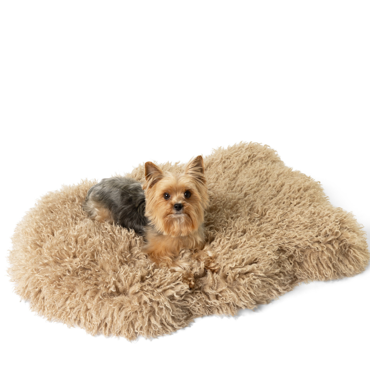 Beige plush faux fur dog bed with small dog resting on the cover