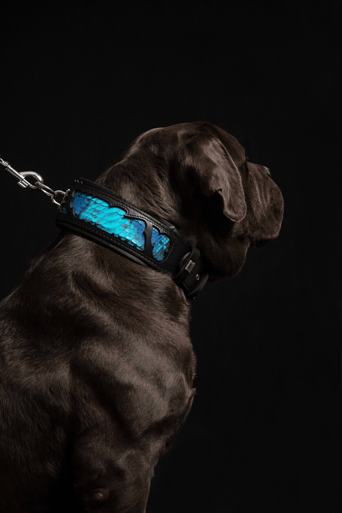 Black dog collar with blue python-scale panels and metal D-ring, on brown dog