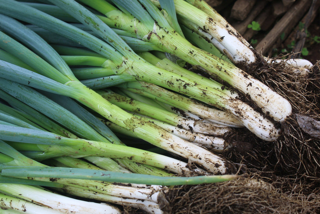 Harvested green onions with soil-covered white roots and long green leaves.