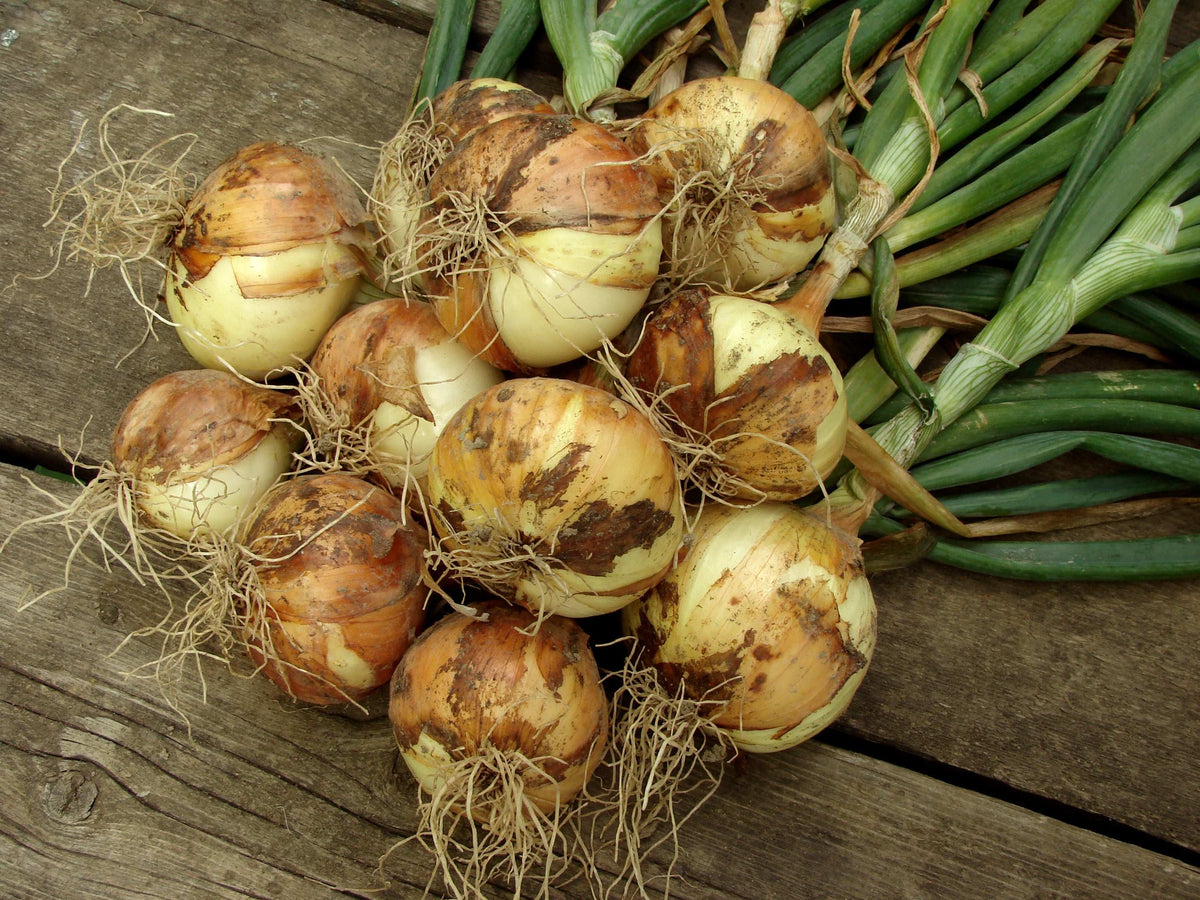 Yellow onion bulbs with roots and green tops attached.