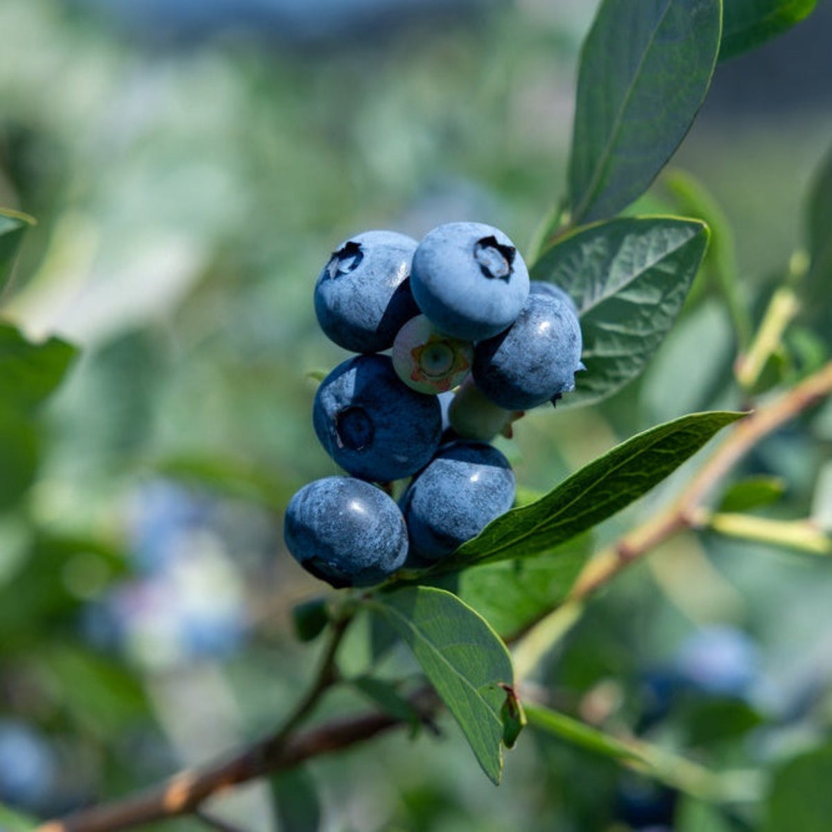 Blueberry cluster on green leafy branch