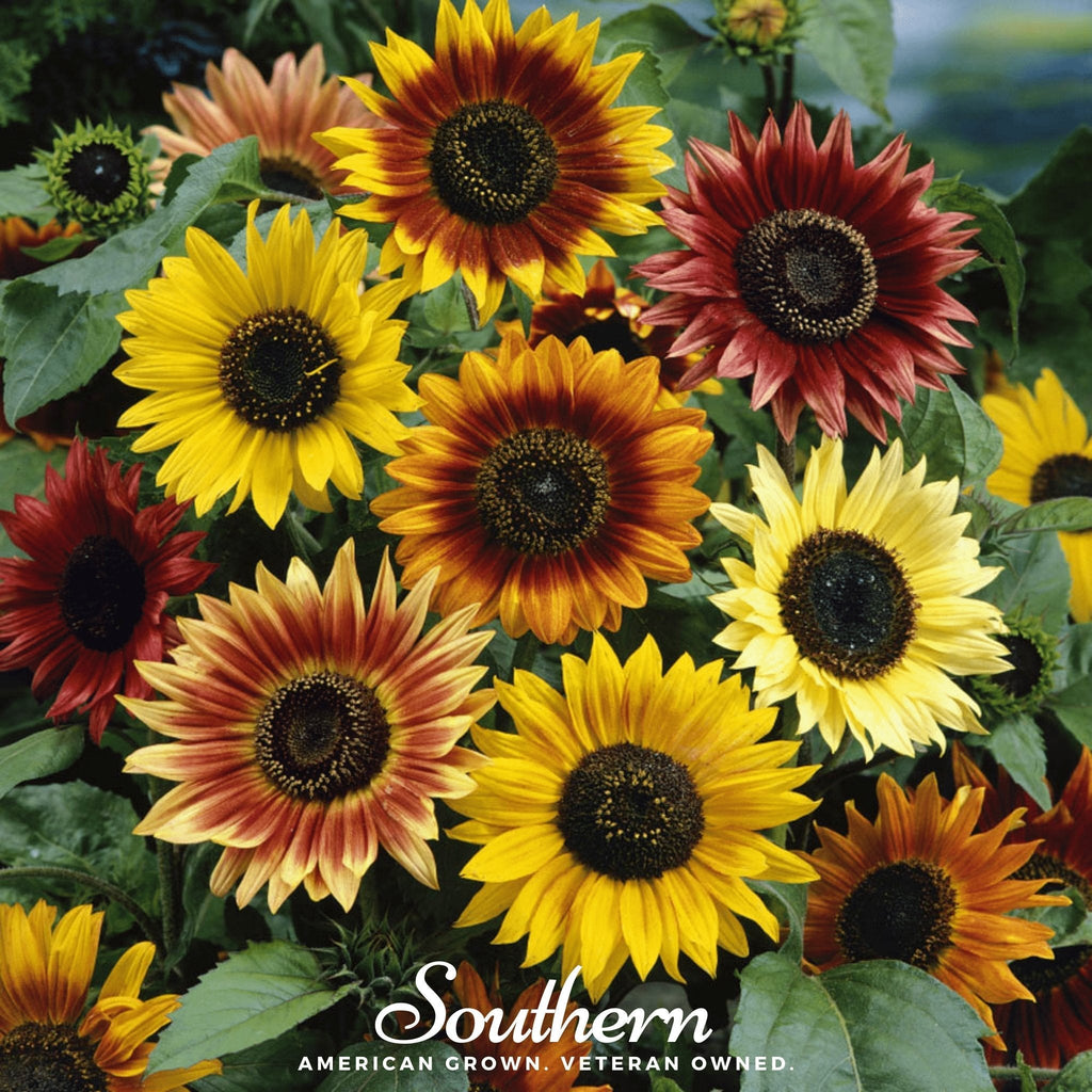 Mixed sunflower blooms—yellow, orange, red, and burgundy—with dark seed centers