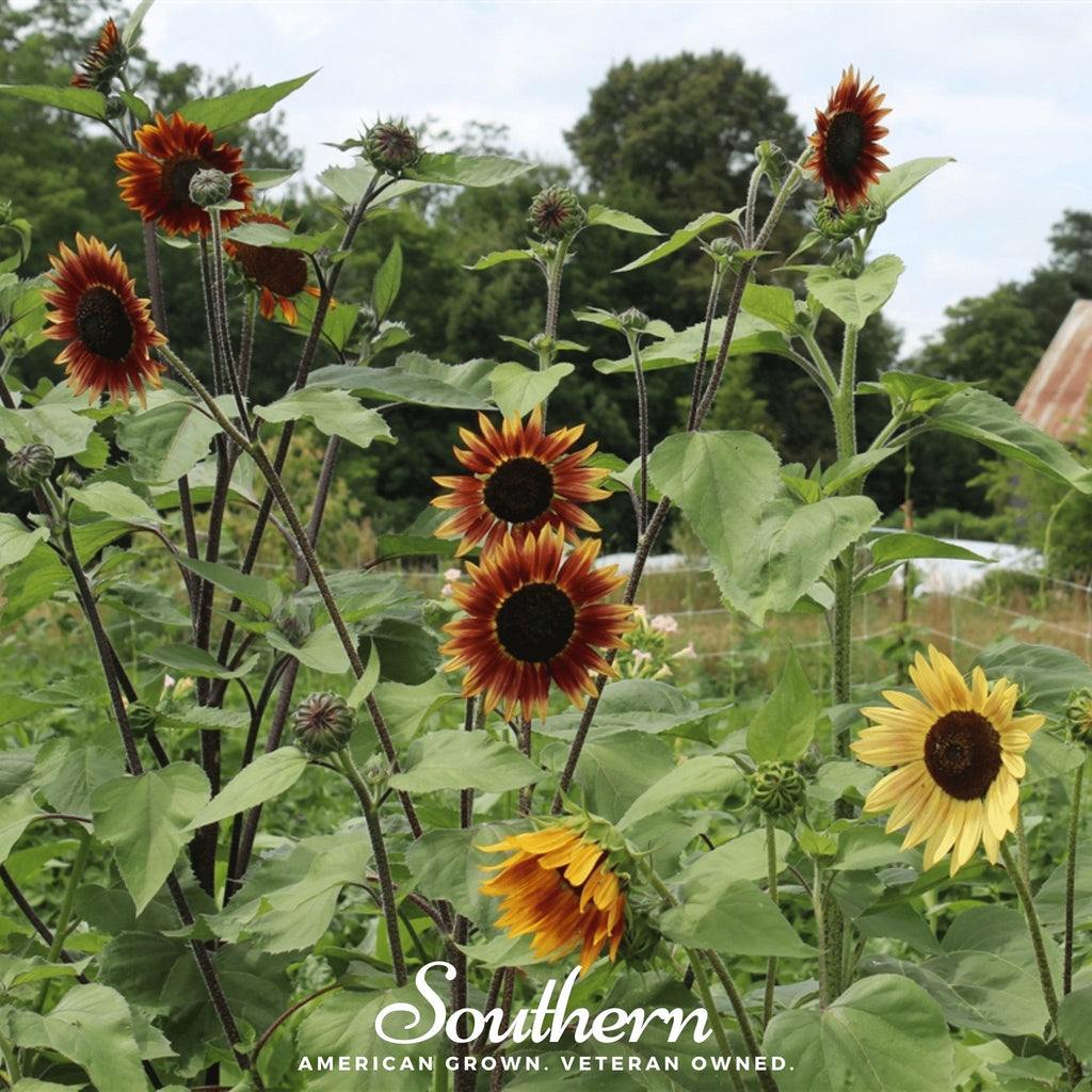 Sunflower plants with multiple heads and green leaves in an outdoor garden