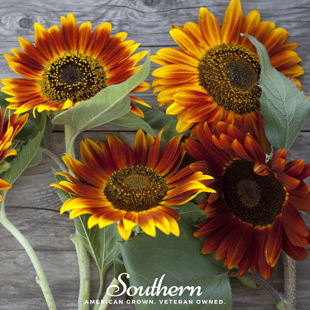 Sunflower heads with yellow-to-rust petals and dark centers on green stems