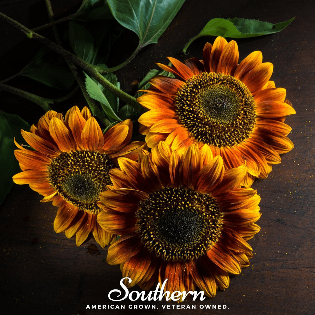 Cluster of orange sunflower blooms on dark soil, with textured dark seed centers