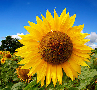 Yellow sunflower bloom with dark center and green leaves
