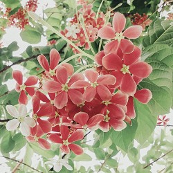 Gucci Bloom fragrance pink hydrangea-like blossoms and green foliage