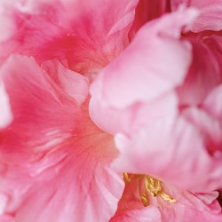 Fragrance oil beads with pink ruffled petals and gold detail, close-up