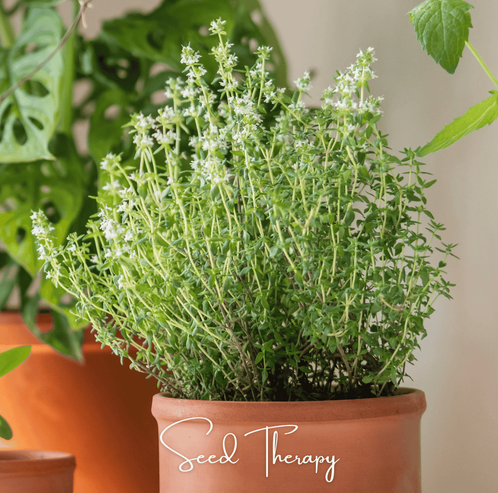 German winter thyme seeds in terracotta pot, dense green herb mound