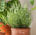 German winter thyme seeds in terracotta pot, dense green herb mound