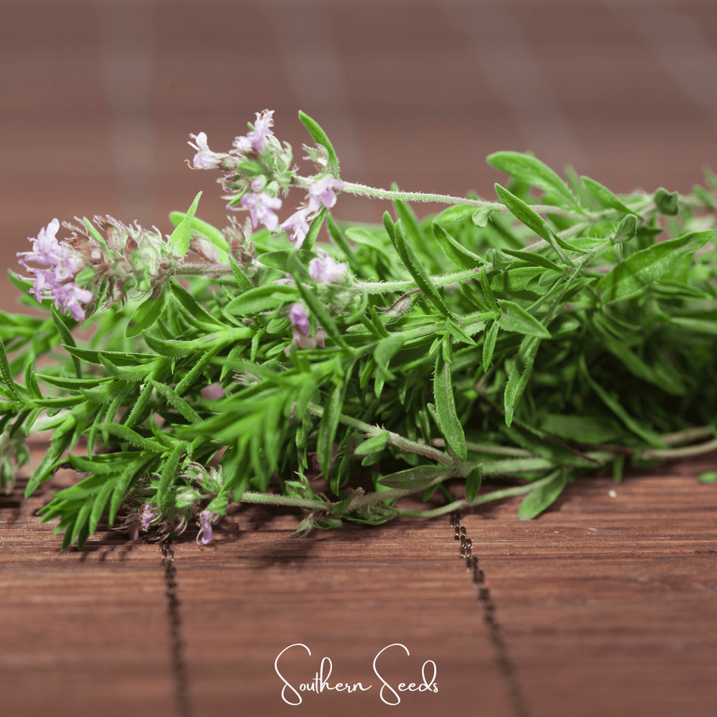 Winter thyme seeds with purple blossoms on green leafy stems over wood