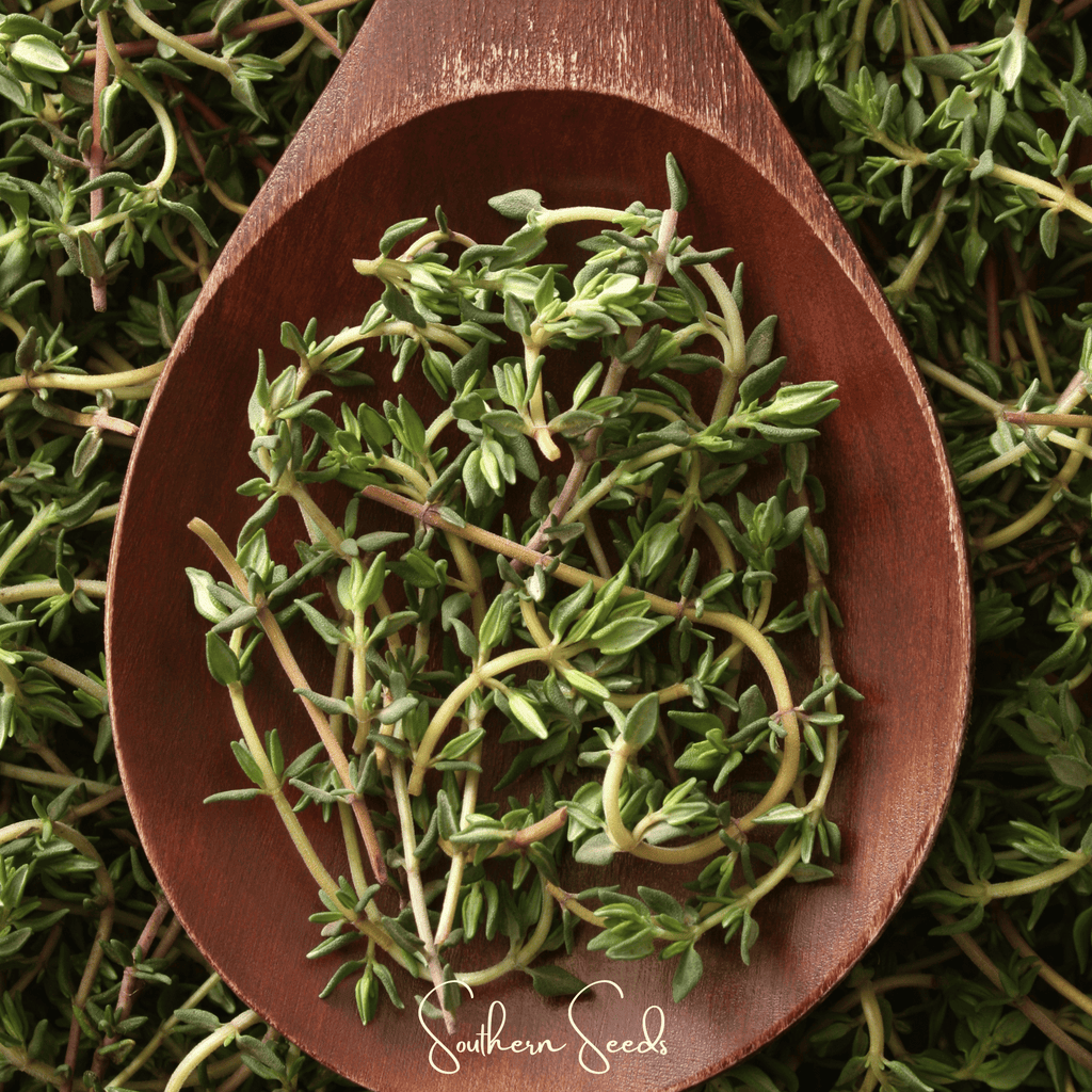 Winter thyme seeds in a wooden scoop, clustered green leaves on stems