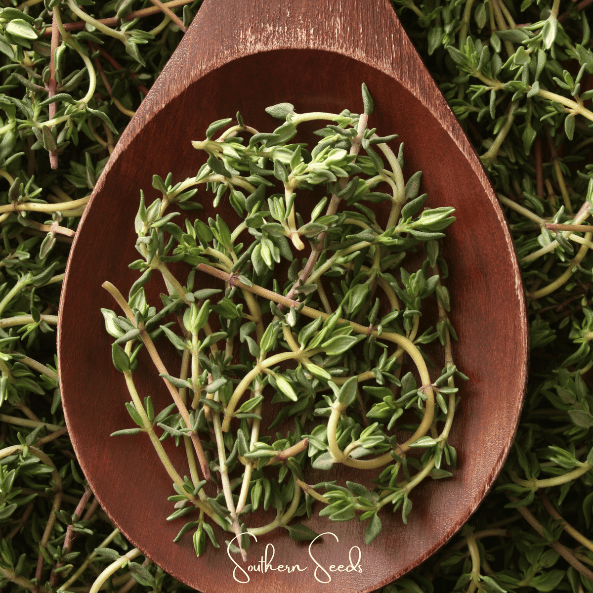 Winter thyme seeds in a wooden scoop, clustered green leaves on stems