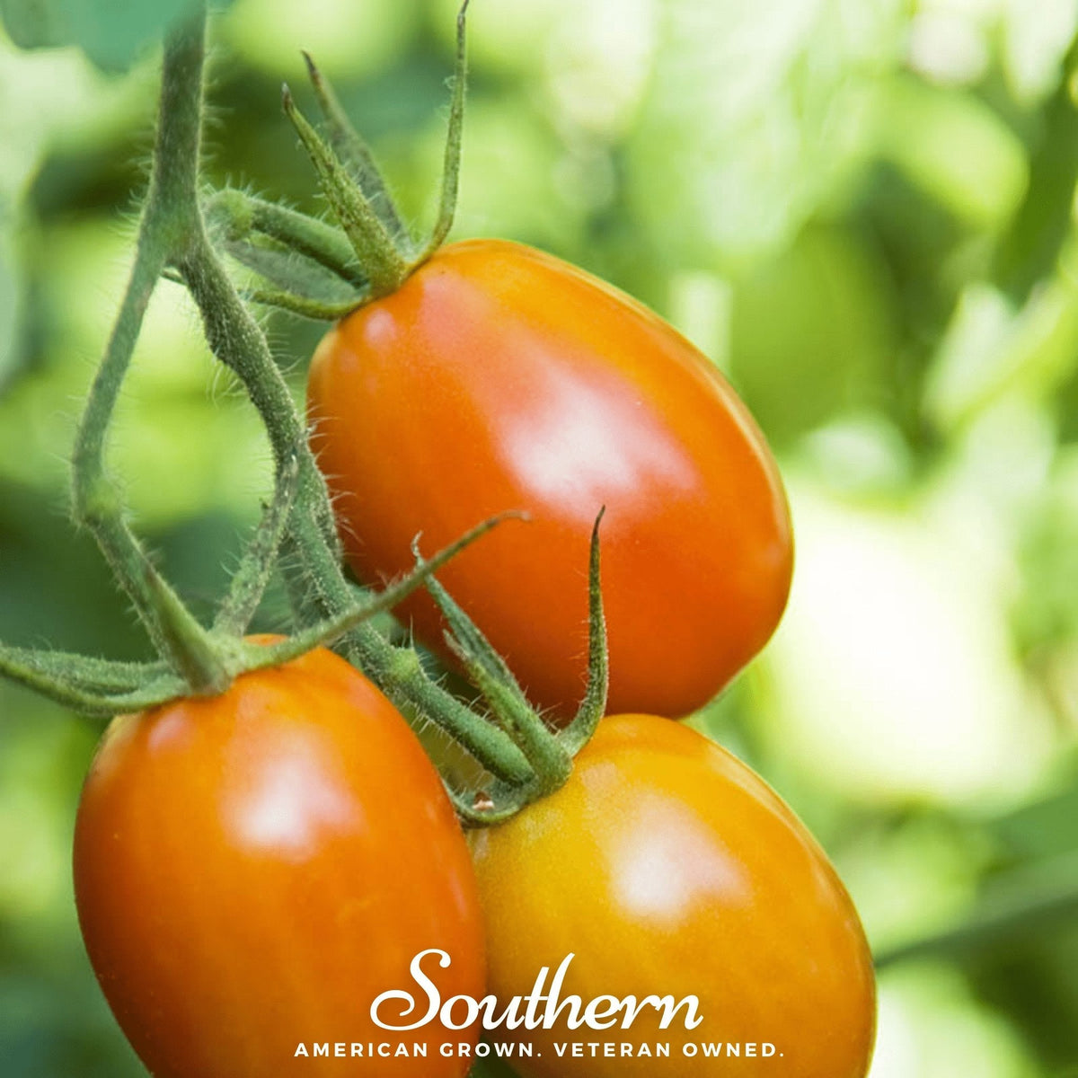 Ripe red Roma tomatoes growing on the vine