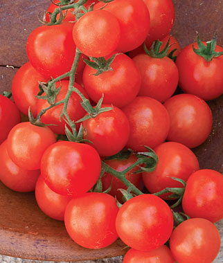 Cluster of ripe red cherry tomatoes on the vine