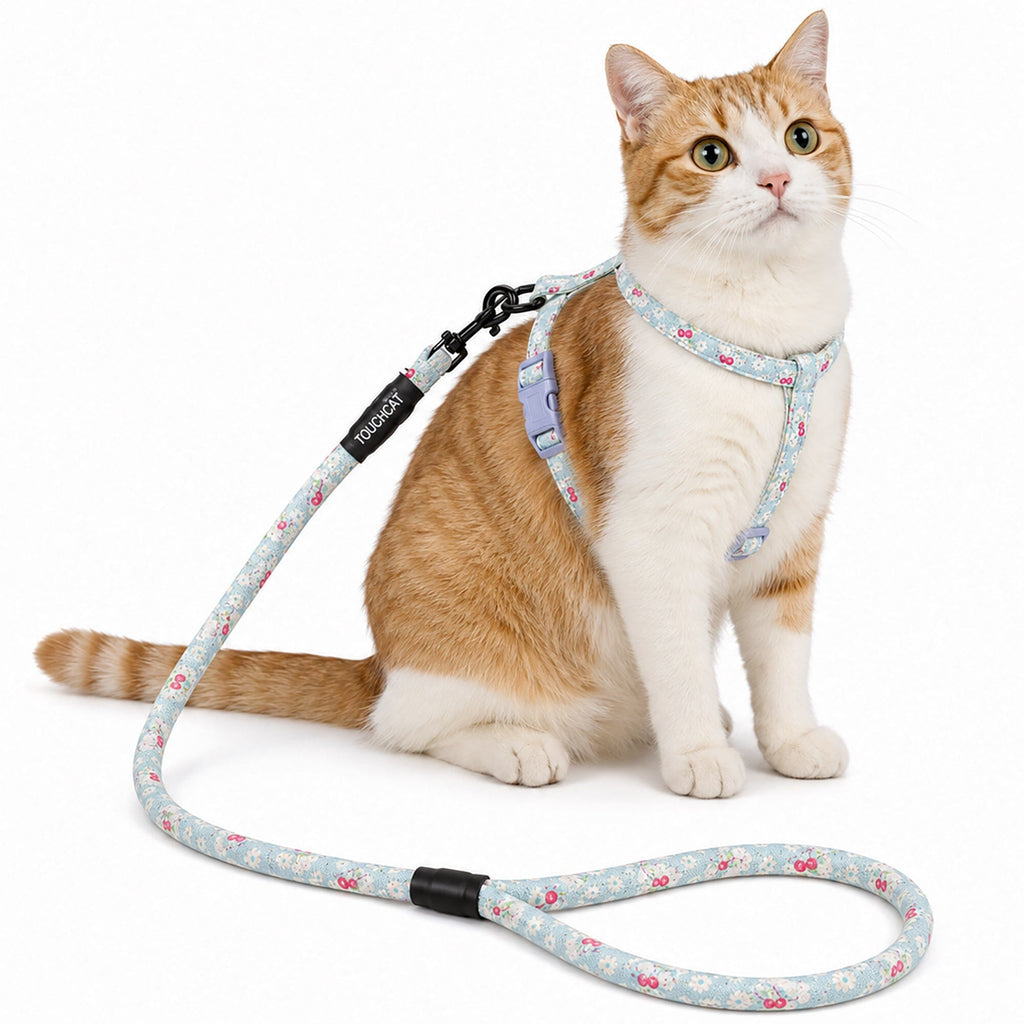 Light blue floral cat harness and leash worn by a cat, with matching leash attached.
