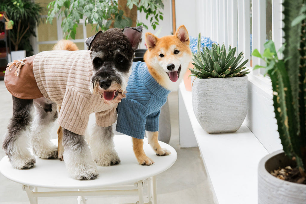 Dogs wearing Touchdog sweater dresses in beige and blue with contrasting skirts