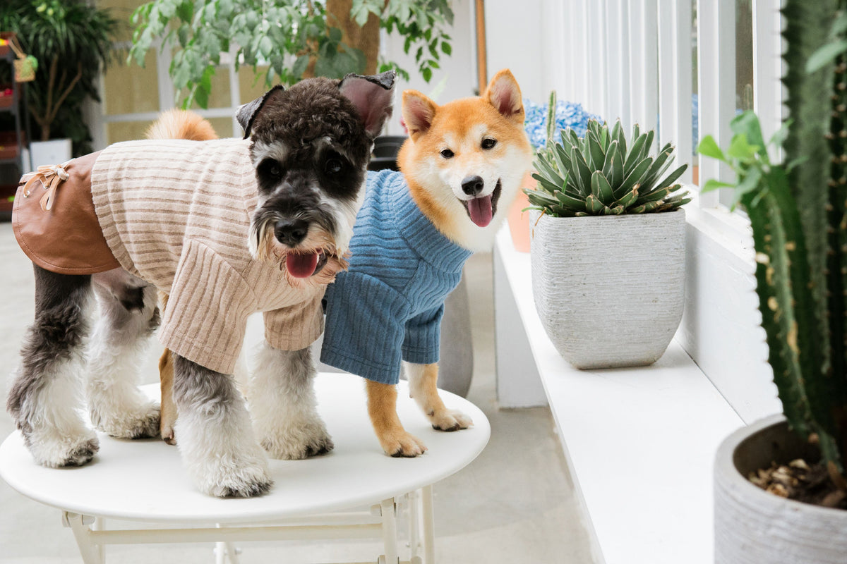 Dogs wearing Touchdog sweater dresses in beige and blue with contrasting skirts