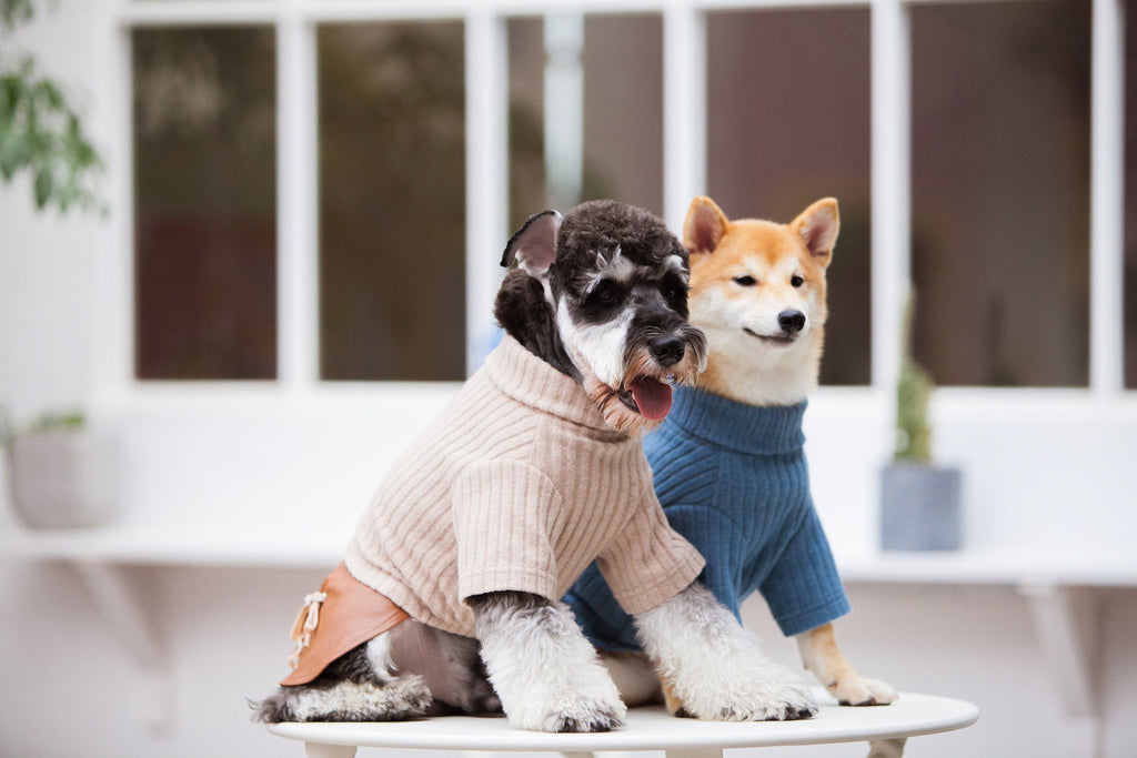 Two dogs wearing Touchdog ribbed sweater dresses in beige and blue