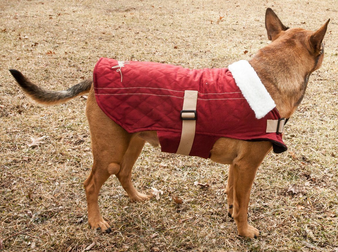 Red quilted Touchdog dog coat with white fleece collar, worn by a dog