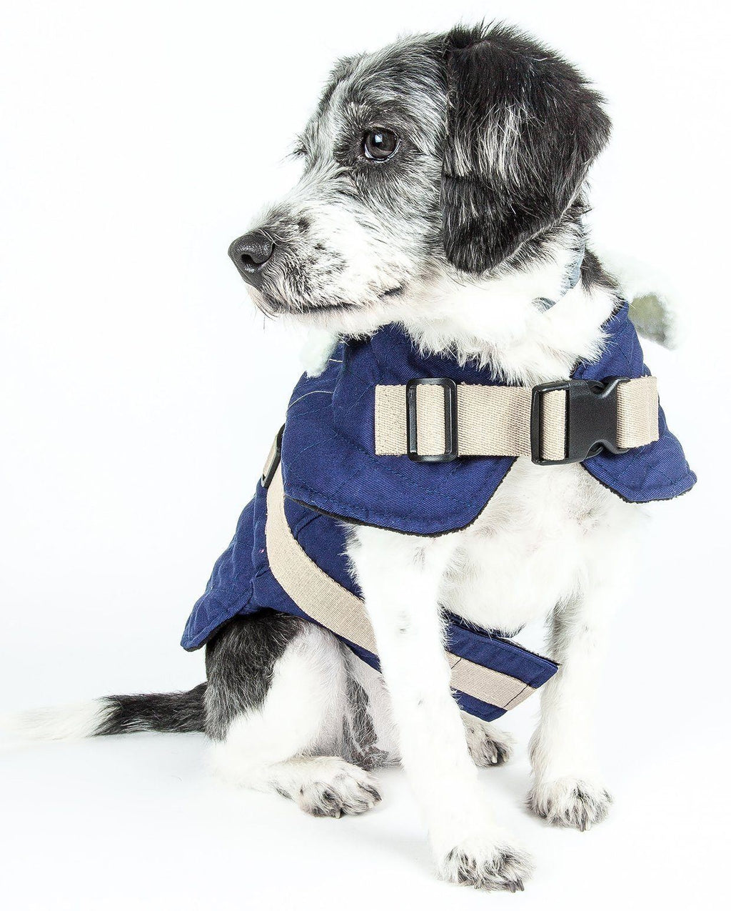 Blue Touchdog dog coat with cream straps and buckles, shown on a seated dog