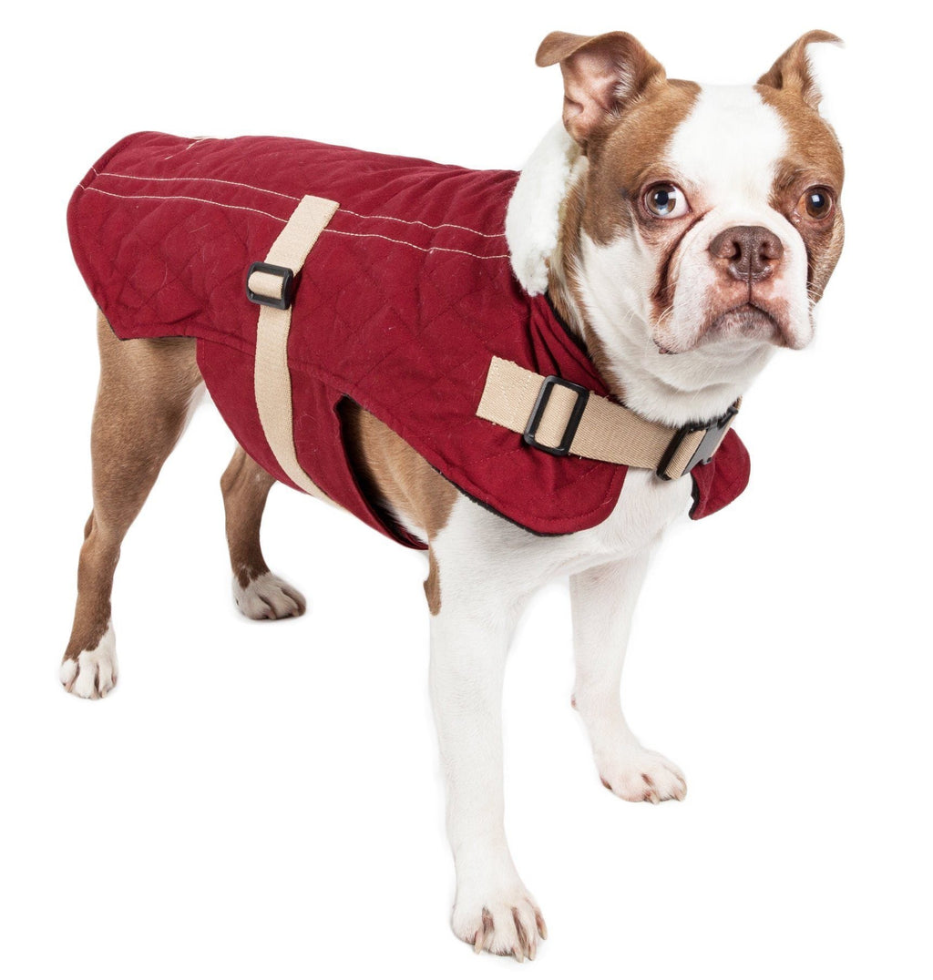 Touchdog red quilted dog coat with cream adjustable straps, modeled on a dog