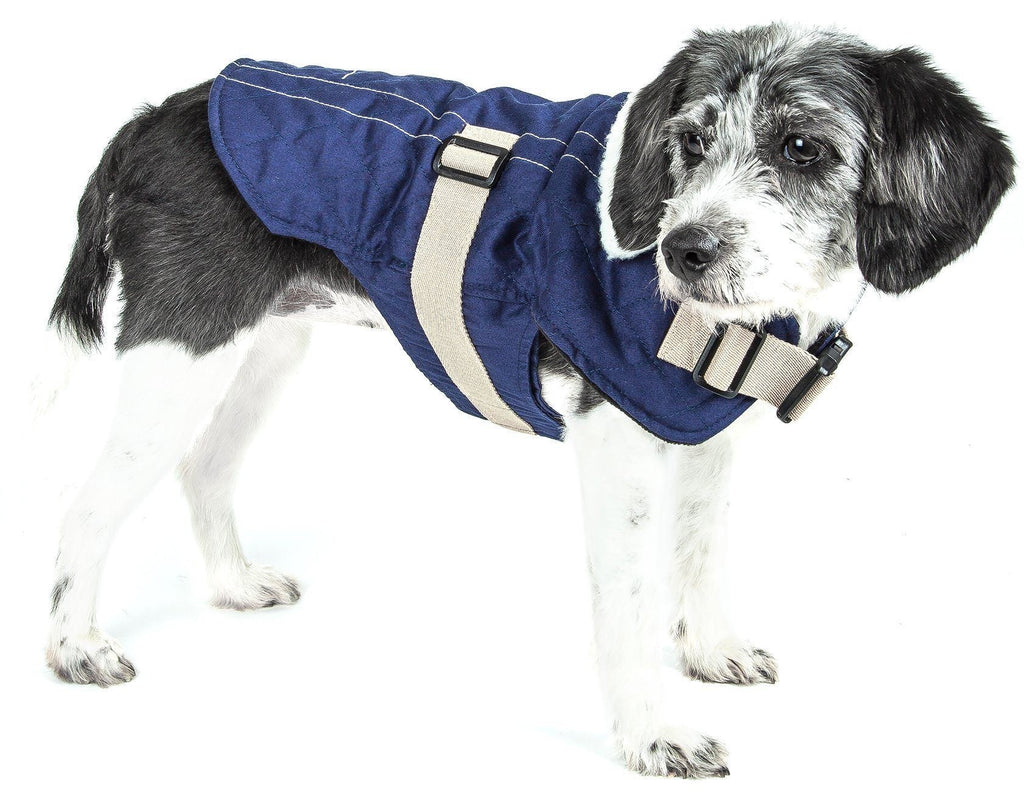 Touchdog blue dog coat with cream straps and buckles, shown on a dog
