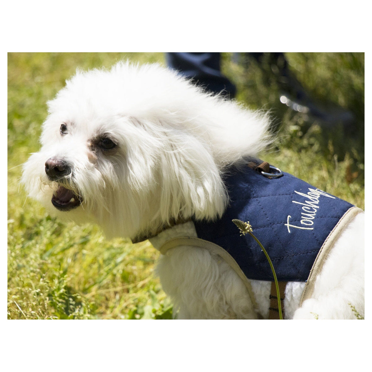 Touchdog navy dog harness worn by a small white dog