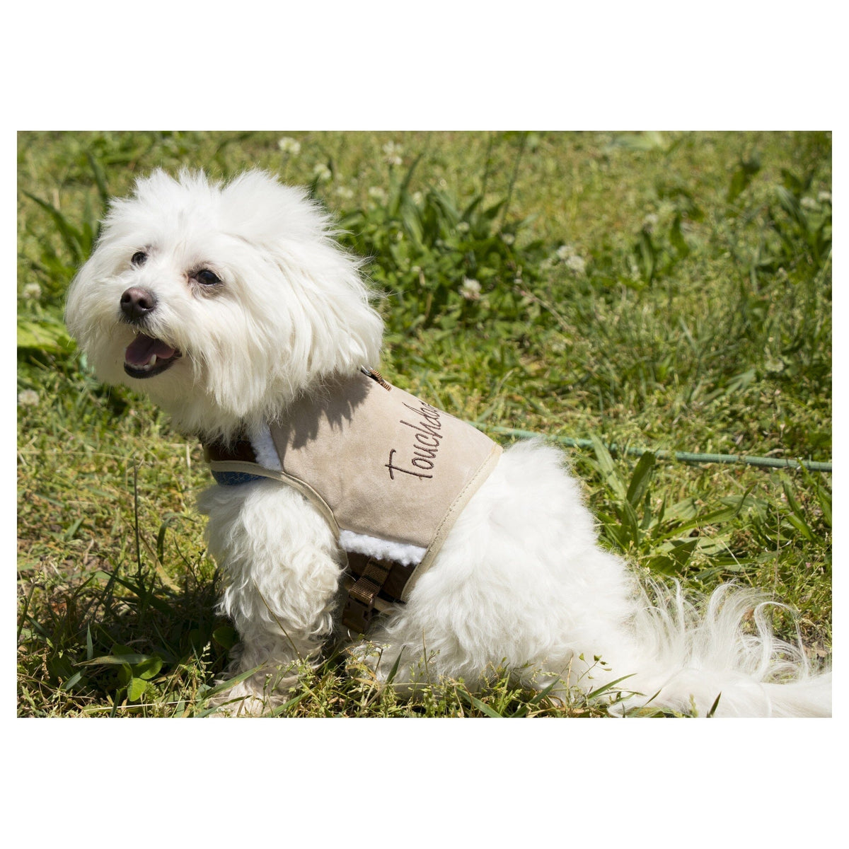 White dog wearing a tan Touchdog harness with plush trim