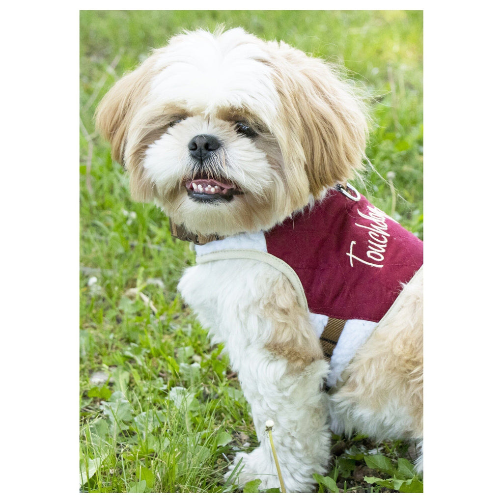 Small dog wearing a burgundy Touchdog harness with cream trim