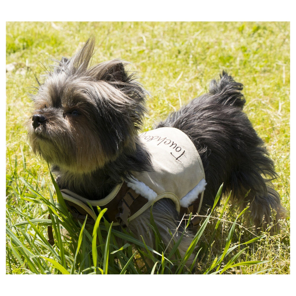 Small dog wearing a tan Touchdog harness with plush trim