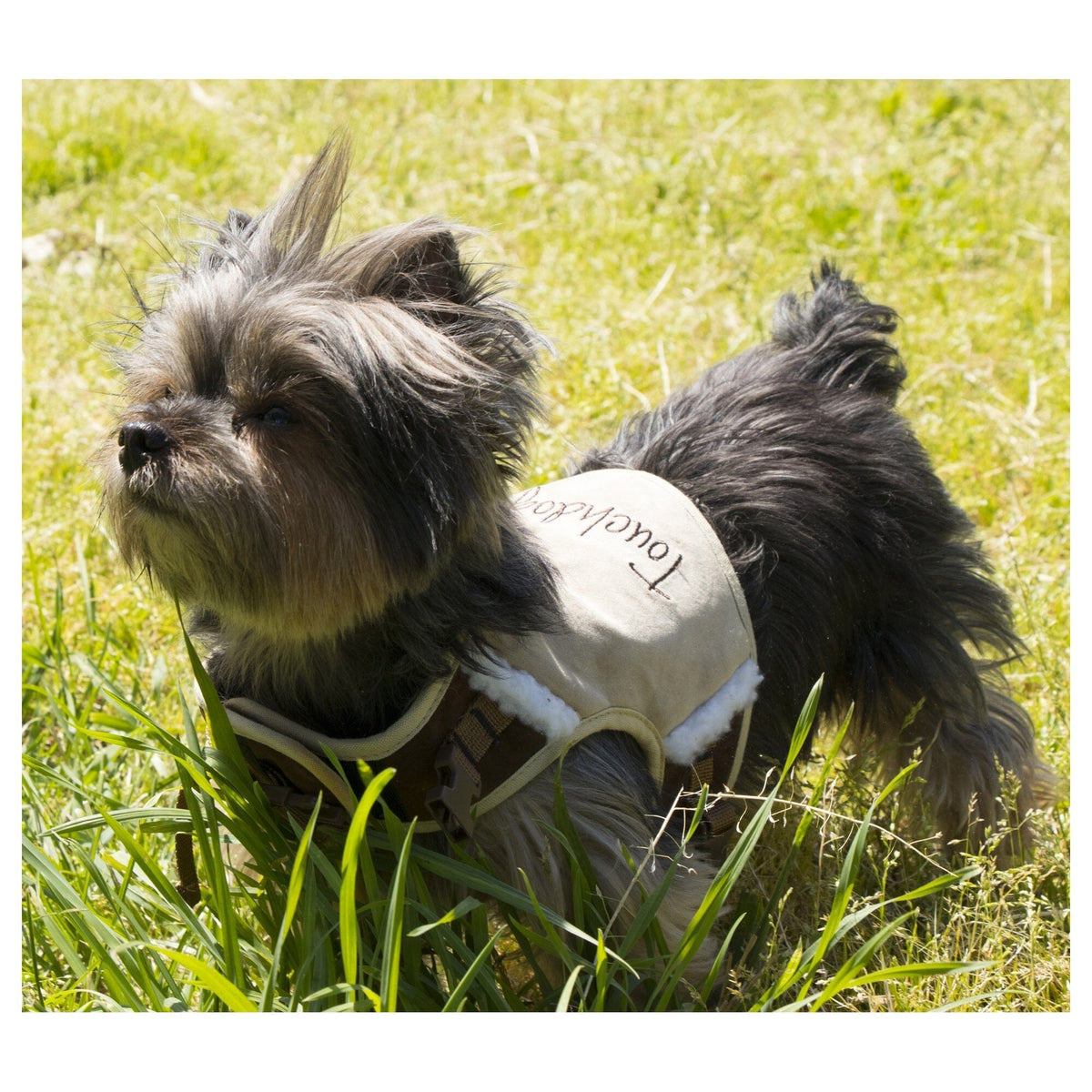 Small dog wearing a tan Touchdog harness with plush trim