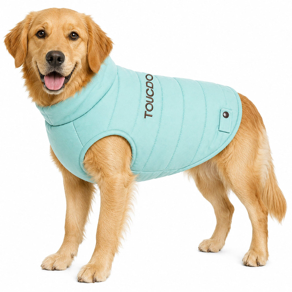 Touchdog Waggin Swag aqua insulated dog coat modeled on a dog, with quilted panels and high collar.