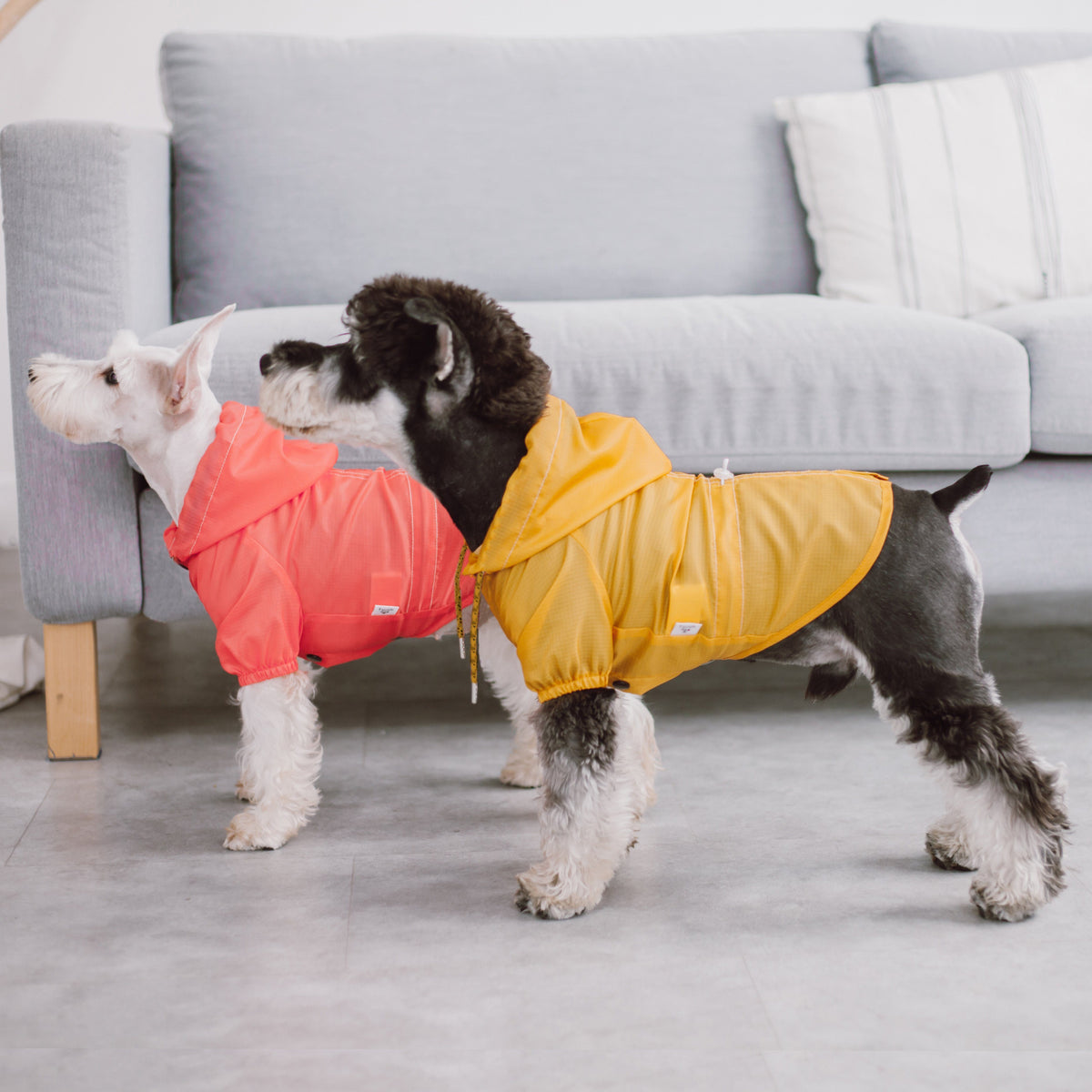Coral and yellow dog raincoats modeled on two dogs, showing side fit and hoods