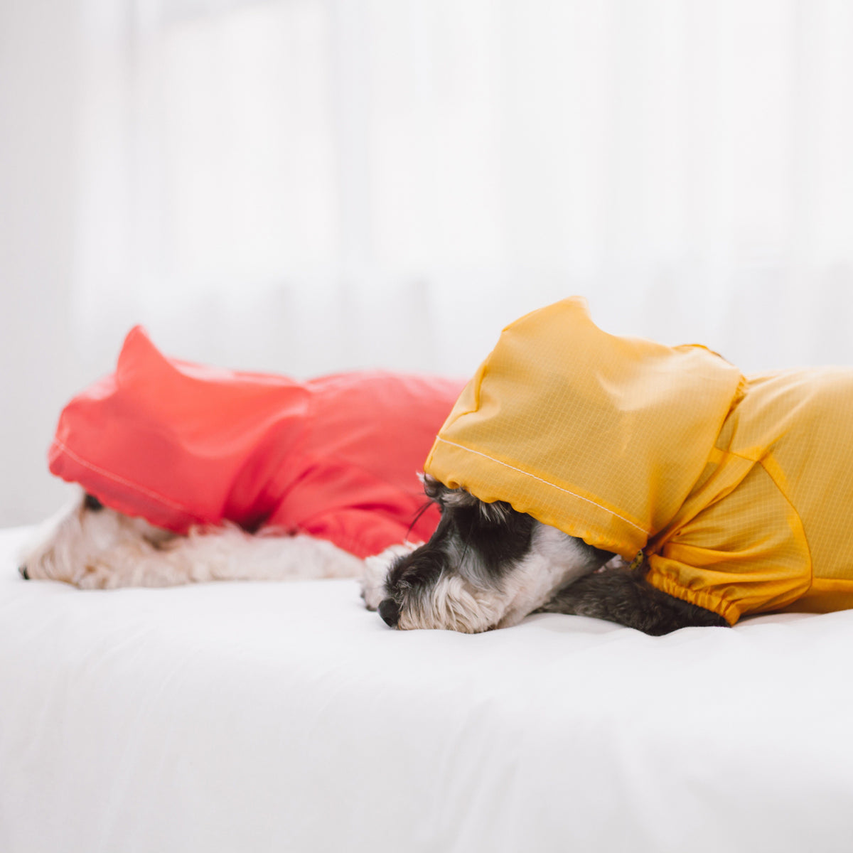 Coral and yellow hooded dog raincoats modeled on dogs lying down