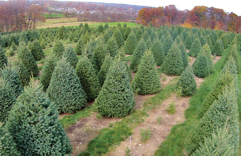 Aerial view of balsam fir Christmas tree farm with winding paths between rows