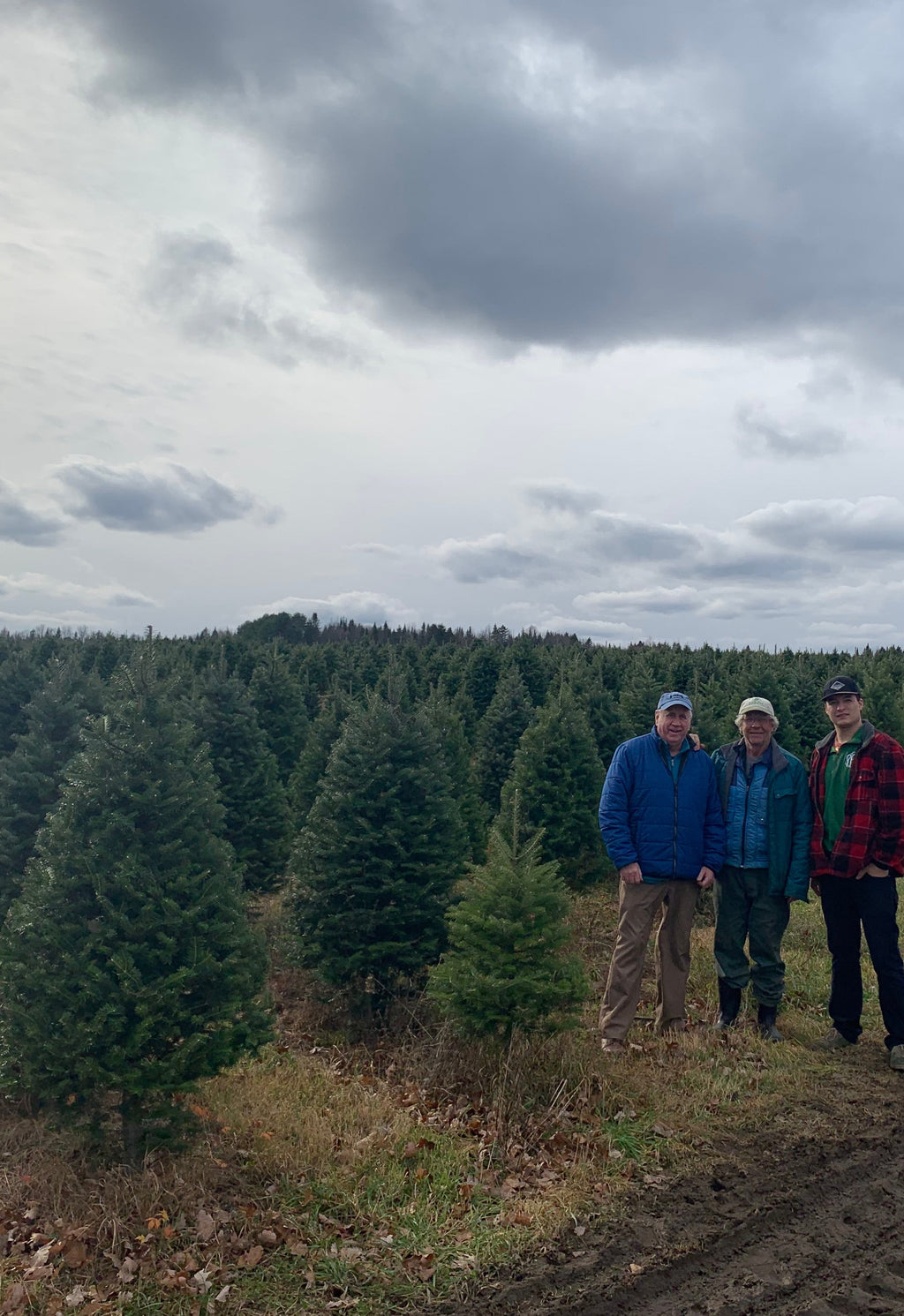Balsam fir Christmas trees in rows with three workers standing in the field