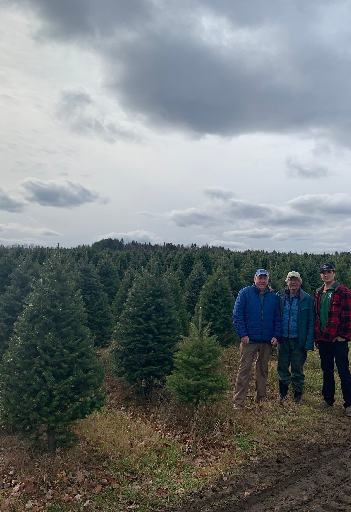 Balsam fir Christmas trees in rows with three workers standing in the field