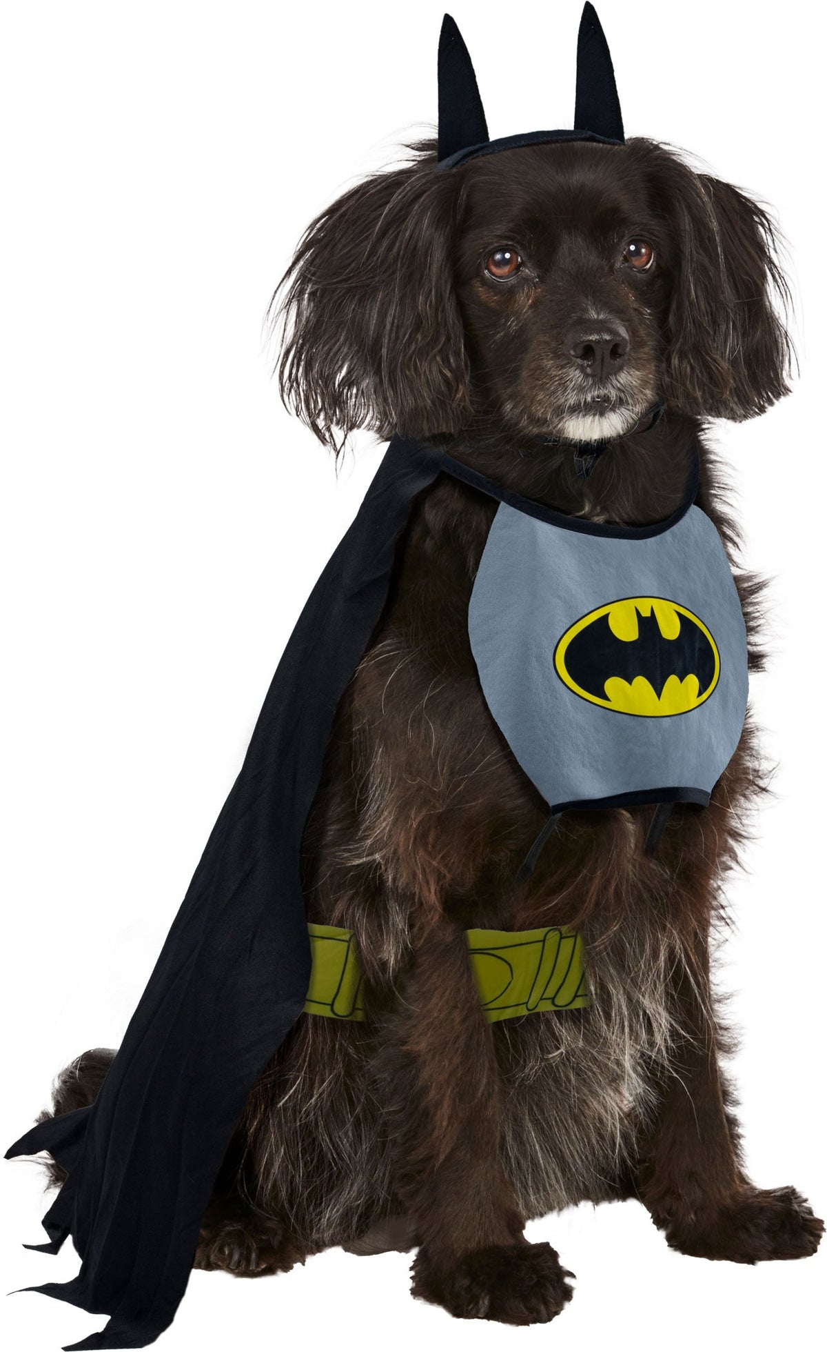 Brown dog in dark bat cape with gray shirt featuring yellow bat emblem.