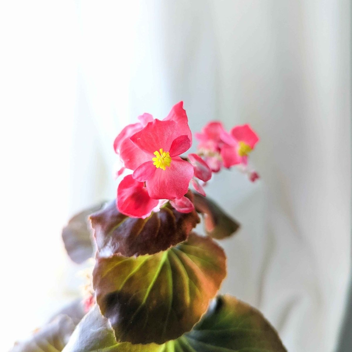 Wax begonia flowers in bright pink with yellow centers on dark green leaves