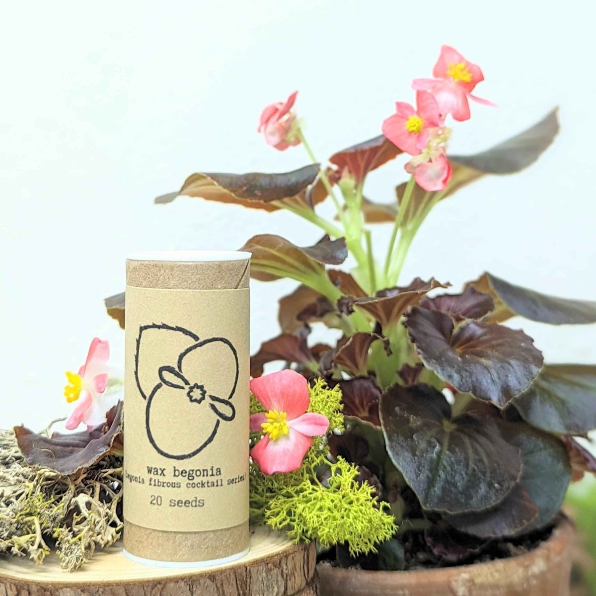 Wax begonia seed tube with surrounding pink blossoms and dark green leaves