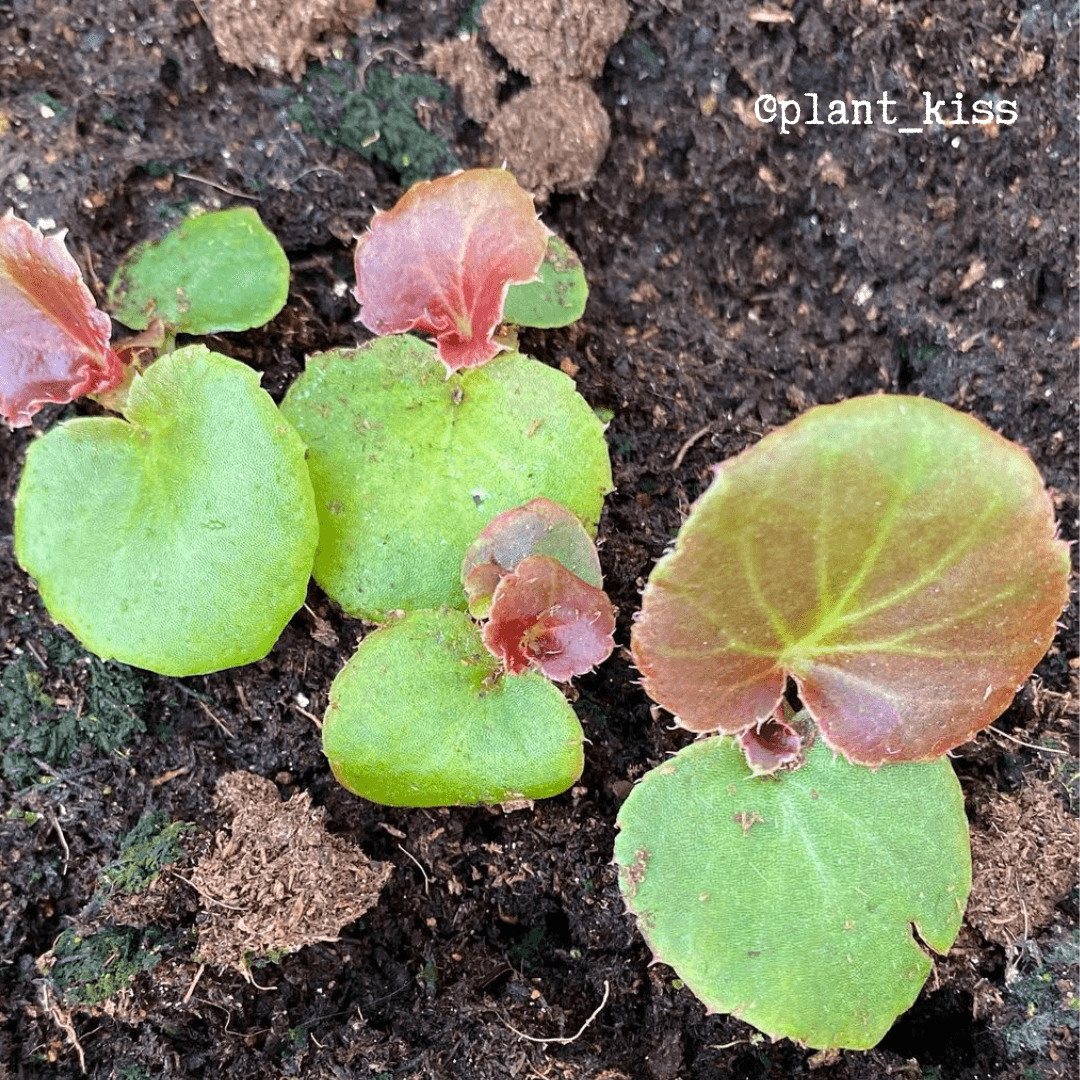 Wax begonia seedlings in soil with round green leaves and red-tinted edges