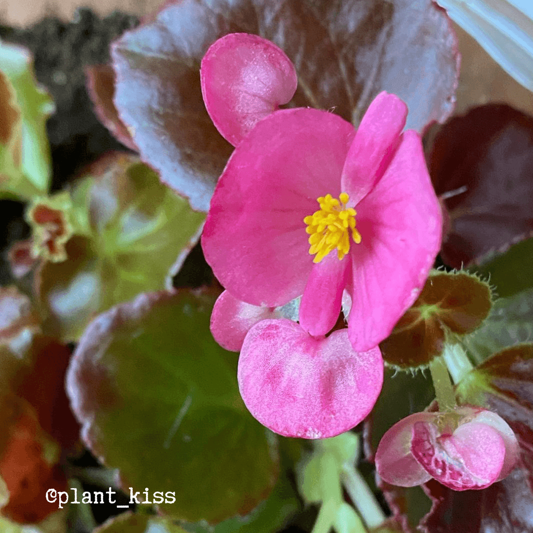 Pink wax begonia blossoms with yellow centers and dark green fuzzy leaves