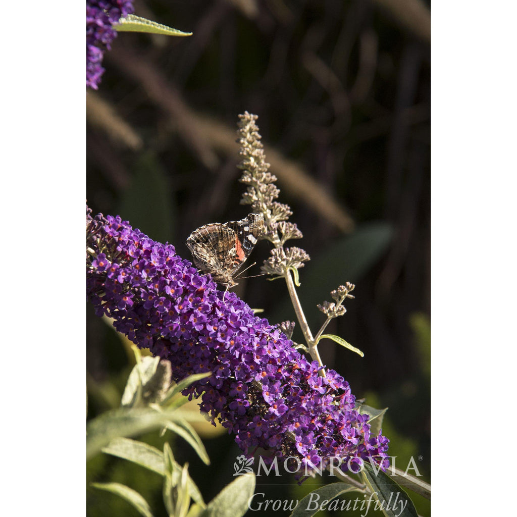 Butterfly on dark purple butterfly bush flower spikes, close-up