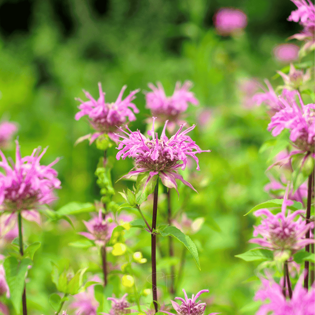 Bee balm flower cluster with bright pink-lavender blooms on slender stems