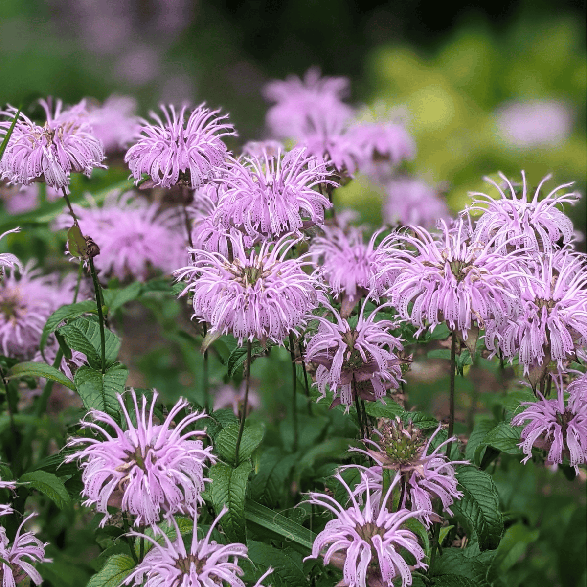 Bee balm flowers with lavender-purple pom-pom blooms and green serrated leaves