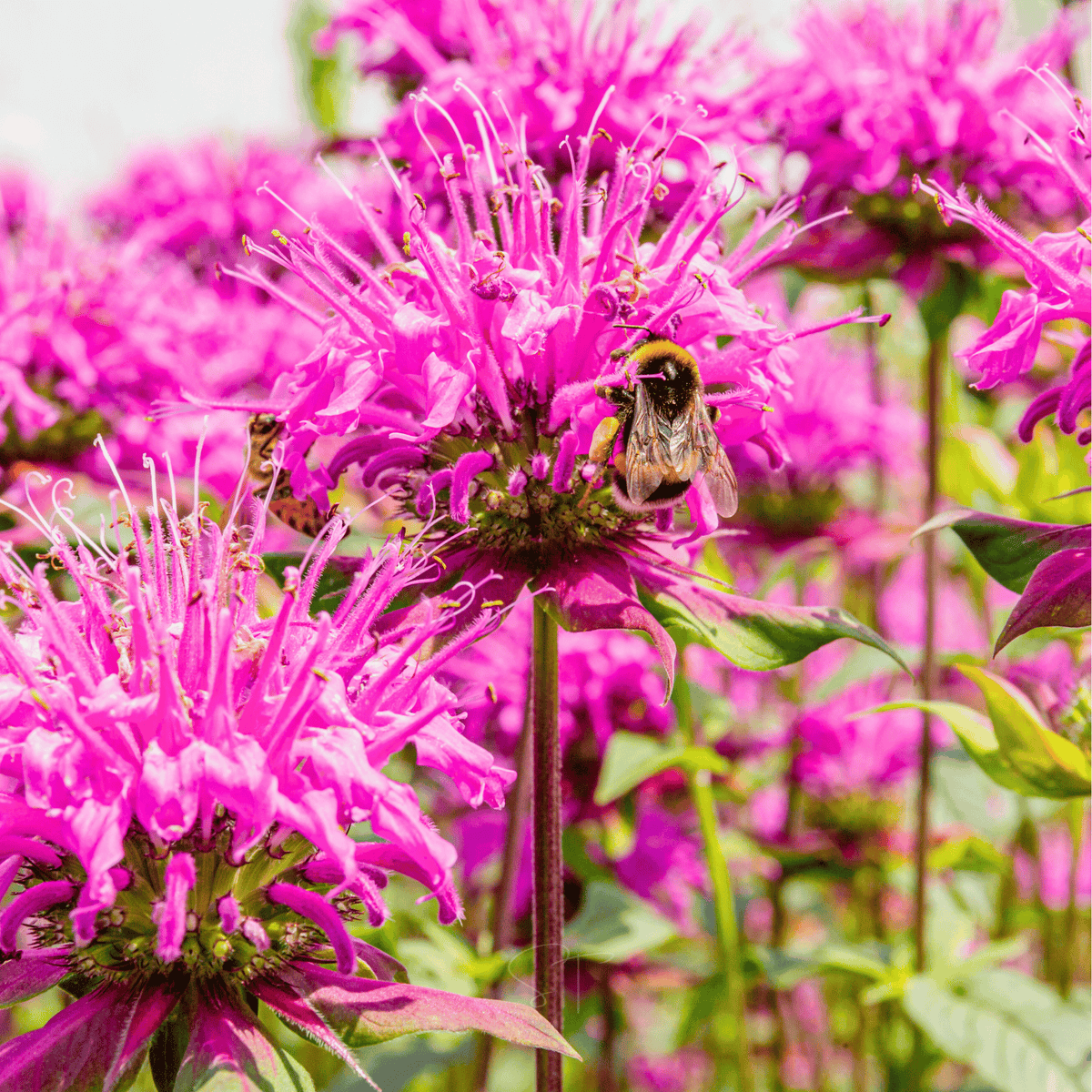 Bee balm flower head with bumblebee on vivid pink-magenta blooms