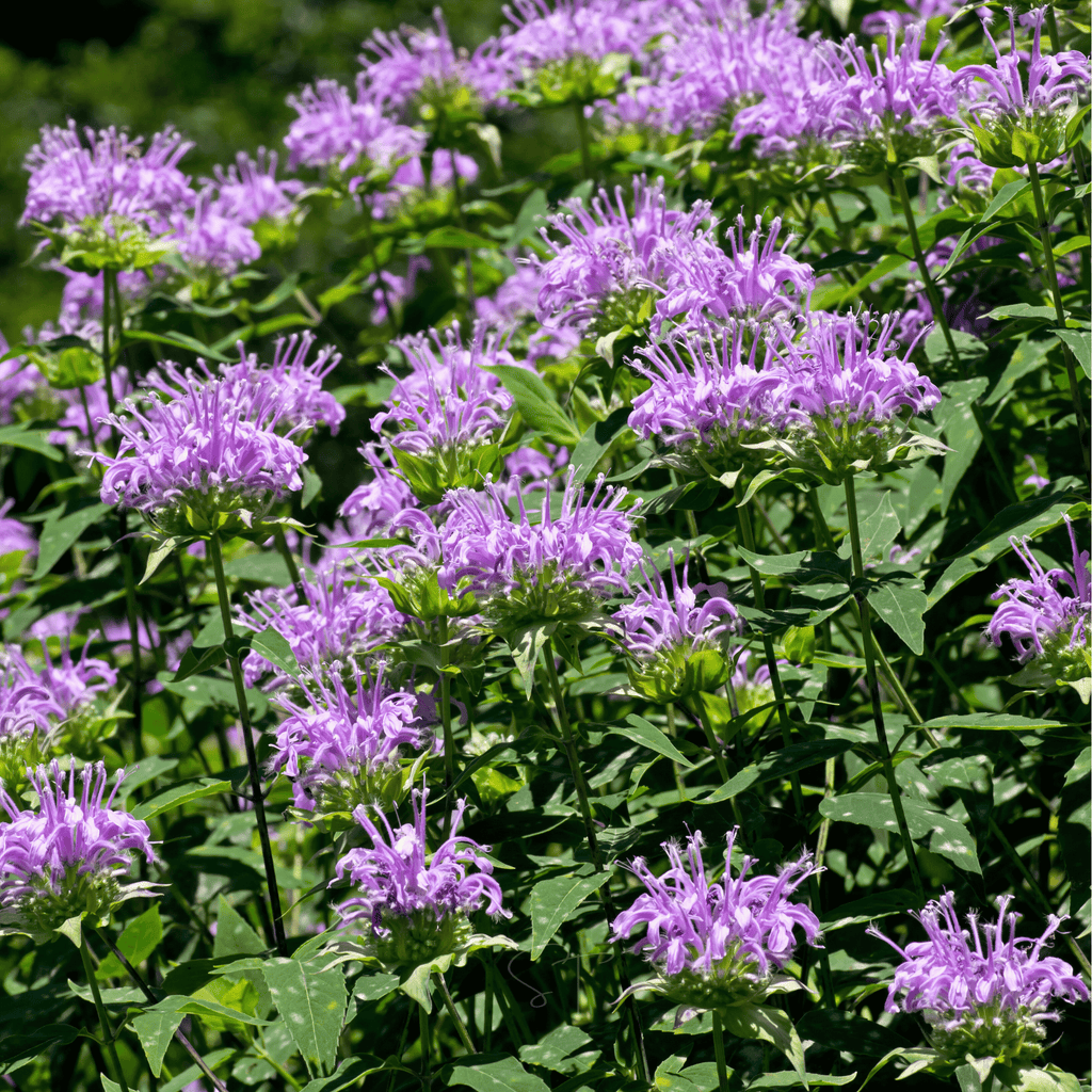Bee balm garden patch with lavender flowers and leafy green foliage