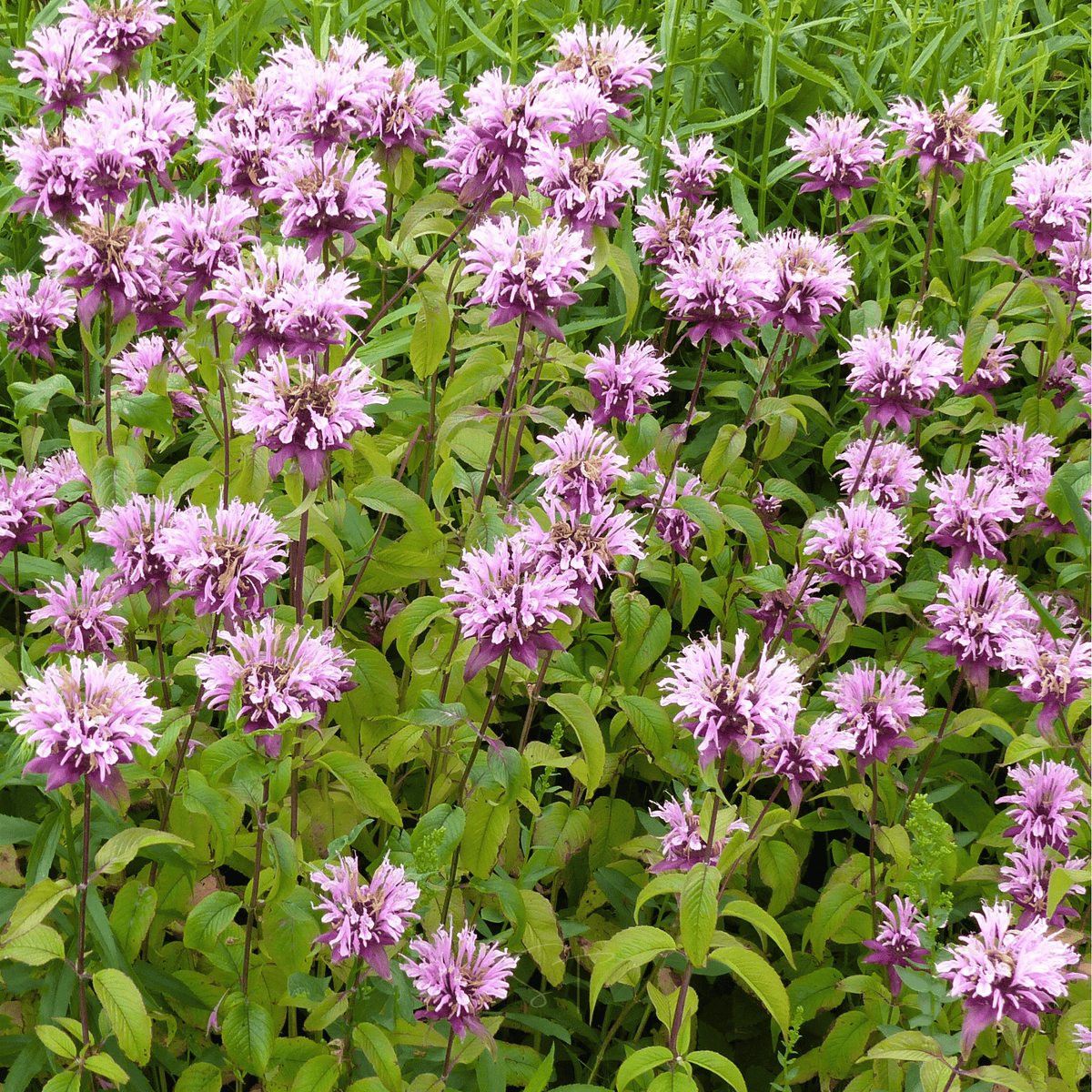 Bee balm plants with multiple lavender-pink blooms and dense green leaves